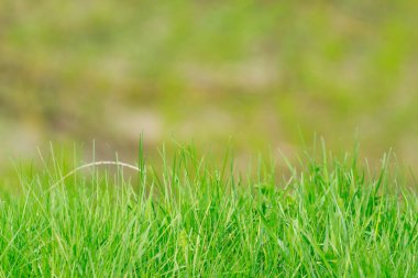 Bulanık yeşil arka plan üzerinde genç bir yeşil çim ateş