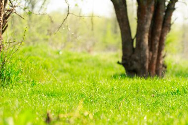 Backround bulanık bir ağaç ile piknik için mükemmel yeşil çayır 