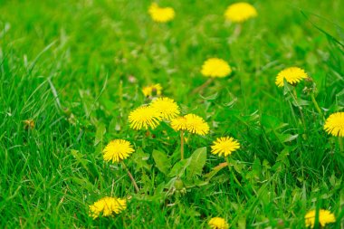 Bulanık yeşil arka planda genç sarı karahindiba vur 