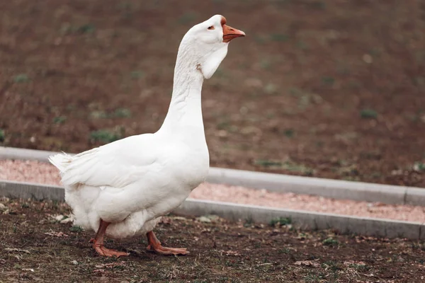 Přes Louku Potulka Husí Portrét Husy — Stock fotografie