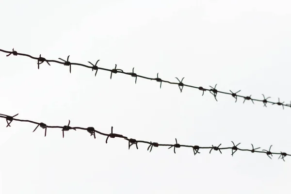 Barbed wire isolated on a white background. Fence or home garden protection