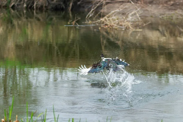 Duck hunting. Wild duck taking off from the wate