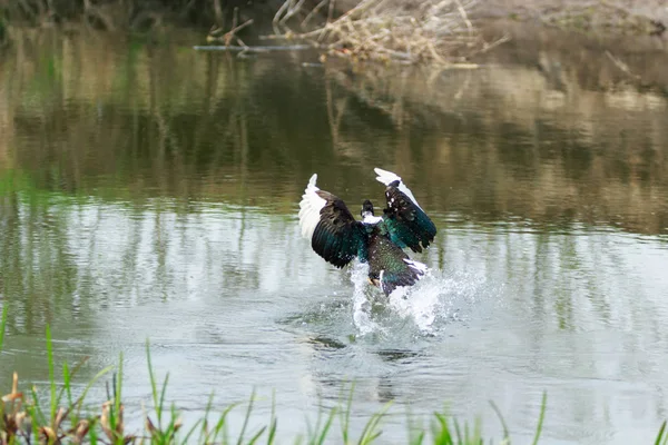 Duck hunting. Wild duck taking off from the wate