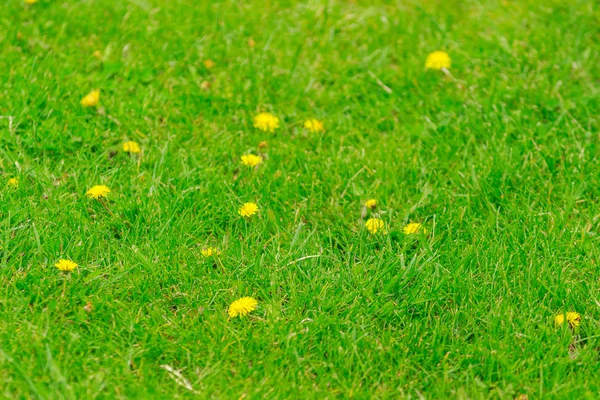 Летний Фон Желтые Одуванчики Растущие Зеленой Траве — стоковое фото