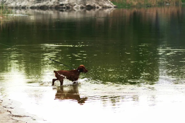 Pies Lubi Grać Plaży Szczeniak Biegną Rzeki — Zdjęcie stockowe