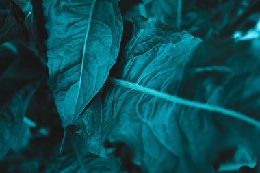 Yeşil arka plan bırakır. Yeşil sabahları renk tonu koyu bırakır. Bitki, çevre, fotoğraf konsepti doğa ve bitki.