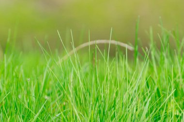 Tropikal doğa yeşil yaprak doku arka plan kapatın. Tropikal orman ve seyahat macera konsepti. Vintage ton filtresi renk stili. 