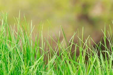 Tropikal doğa yeşil yaprak doku arka plan kapatın. Tropikal orman ve seyahat macera konsepti. Vintage ton filtresi renk stili. 