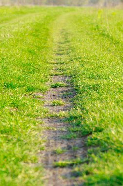 Tropikal doğa yeşil yaprak doku arka plan kapatın. Tropikal orman ve seyahat macera konsepti. Vintage ton filtresi renk stili. 