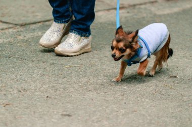 Parkta sahibinin yanında yürüyen süveterli küçük bir köpek.. 