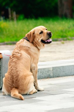 Halka açık bir parkta oturan yalnız köpek sahiplerinin geri dönmesini bekliyor.