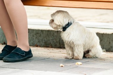 Yalnız, küçük ve beyaz bir köpek bankın altında oturuyor. Evsiz köpek.