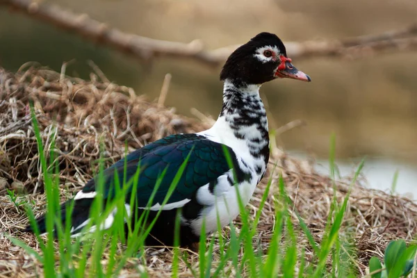 Duck hunting. The portrait of a wild duck strolling across the meadow.