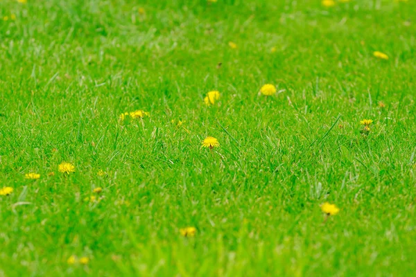 Close Tropicale Natura Verde Foglia Texture Sfondo Foresta Tropicale Concetto — Foto Stock