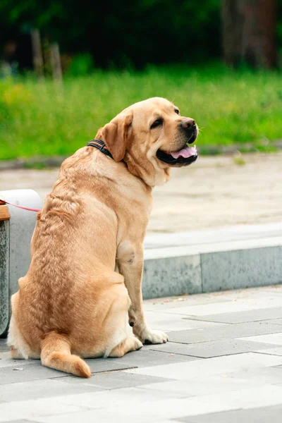 Lonely dog sitting in a public park waiting for his owners to come back