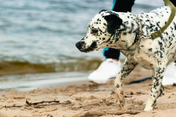 A dog enjoys playing on the beach with owner. A white spotted dog pulls his owner in the direction of the river