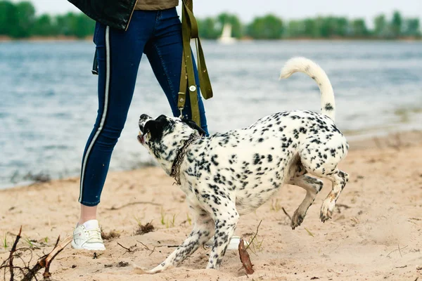 A white spotted dog playing with its dog sitter on the beach on a sunny day.