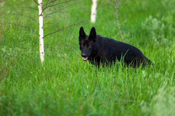 Black Beautiful Dog Sitting Green Grass Looking Camera — Stock Photo, Image