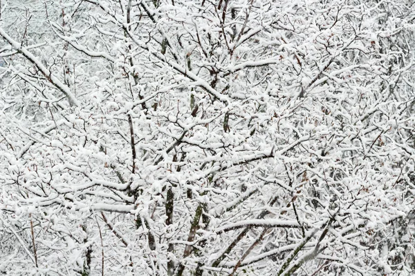 Las Ramas Árbol Cubierto Heladas Nieve Una Mañana Invierno — Foto de Stock