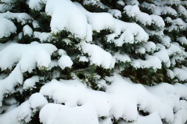 Bir köknar ağacının dalları kışın soğukla kaplıdır.