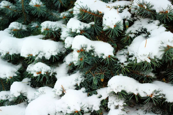 Las Ramas Del Abeto Son Cubiertas Por Escarcha Invierno — Foto de Stock