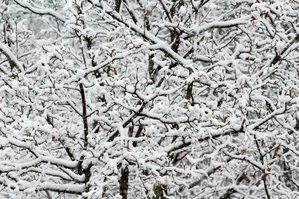 Las Ramas Árbol Cubierto Heladas Nieve Una Mañana Invierno — Foto de Stock