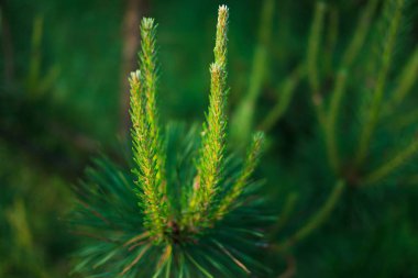 Çam ağacı. Genç çam sürgünleri. Ağacın dalları. Güzel vahşi doğa. yeşil arka plan.