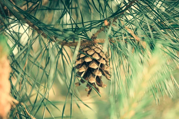Branch of Pine Tree with needles and Pine Cone on the background of the forest