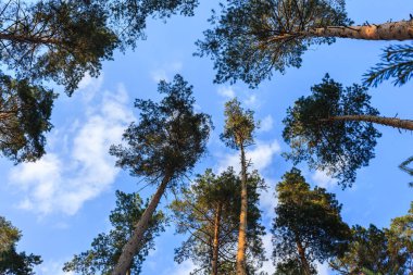 Mavi gökyüzünün arka turunda zeminden yaz ormanlarında çam ağaçlarının üstleri görünümü.
