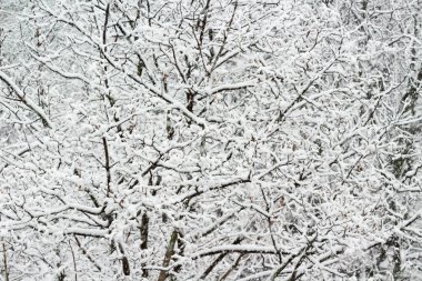 Bir kış mornin de boğuk buz ve kar ile kaplı bir ağacın dalları
