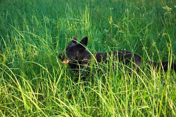 草の中を走る黒い犬 ベルギーの羊飼いの犬が野原を走る — ストック写真