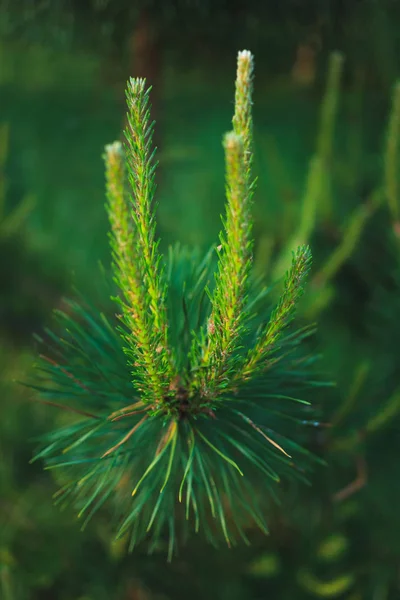 Pine tree. Young shoots of pine. Branches of the tree. Beautiful wild nature. green background.
