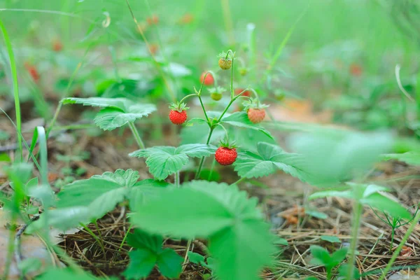 Morangueiro Selvagem Com Folhas Verdes Floresta — Fotografia de Stock