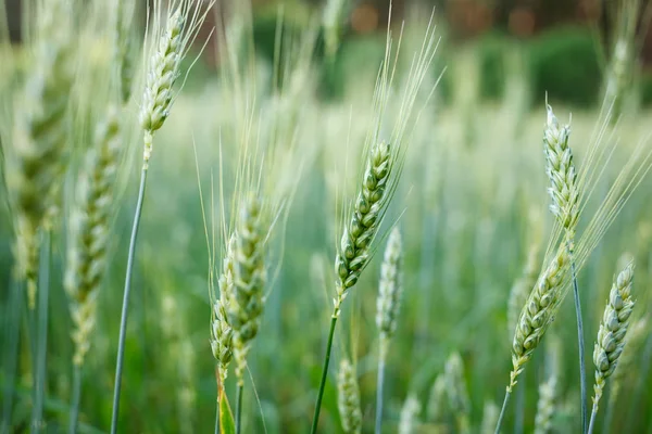 Gros Plan Jeunes Blés Verts Sur Champ Photo De Stock