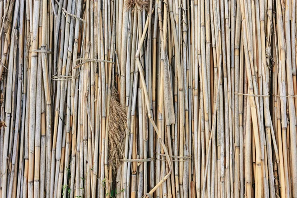 Wall Reed Stalks Background Reeds — Stock Photo, Image