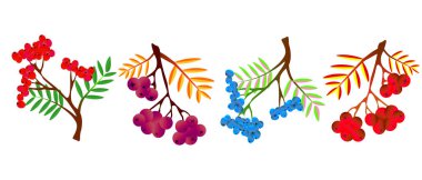 Vektör Illustration Rowan veya Rowan-Berry. Kırmızı tonlarda tatlı frosen Ash Berry-colorfull illüstrasyon sonbahar