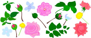 Pembe Gül, beyaz ve bordo kırmızı Şakayık, protea, violet orkide, ortanca, çan çiçeği çiçek ve Mevsimlik bitki ve otlar büyük vektör toplama karışımı. Tüm öğeleri izole ve düzenlenebilir.