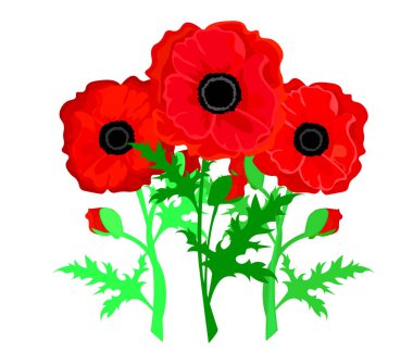 Beyaz arka planda izole kırmızı haşhaş çiçek. Vektör kırmızı romantik haşhaş çiçekler ve çim. Kırmızı Poppies. Poppies ile kart. vektör Illustration. kırmızı çiçek.