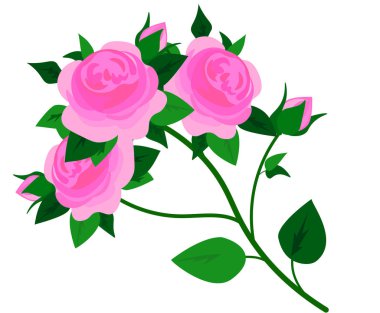 Pembe gül. Beyaz arka planda ıssız bir çiçek buketi. Gerçekçi vektör illüstrasyon sanatı. Güzellik ve sağlık için ambalaj ürünleri, kozmetik ürünleri, çiçekçiler ve pazarlar için dekorasyon. Eski. 