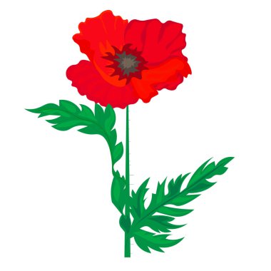 Beyaz arka planda izole vahşi kırmızı haşhaş çiçek. Vektör