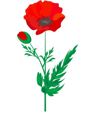 Parlak gelincik çiçeğinin vektör çizimi. Anma Günü sembolü.