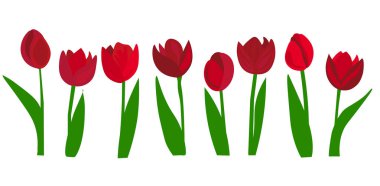 Gerçekçi vektör lale seti. İz yok. Tasarım için boş. Arka planda kırmızı lale çiçekleri.