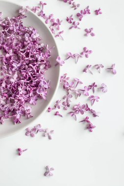 Güzel taze mor leylak çiçekleri