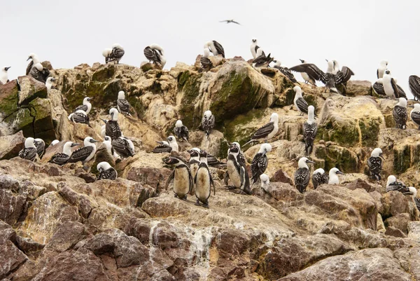 A flock of birds and penguins on the cliffs of the island Ballestas
