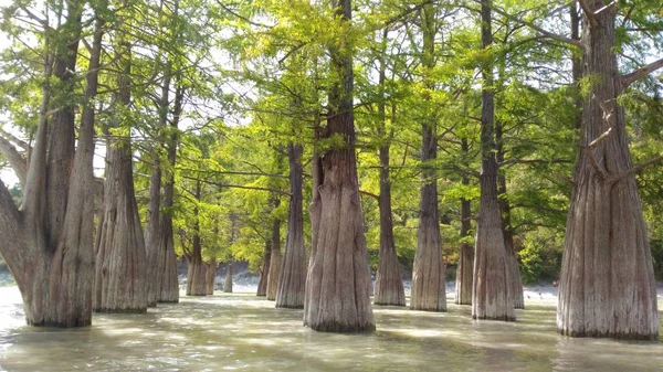 Cyprès Debout Dans Lac Bleu Miracle Naturel Dans Sud Russie — Photo