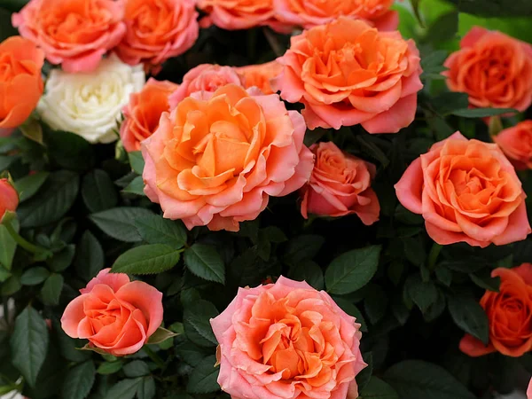 Kwitnący krzew róży Zdjęcia Stockowe bez tantiem