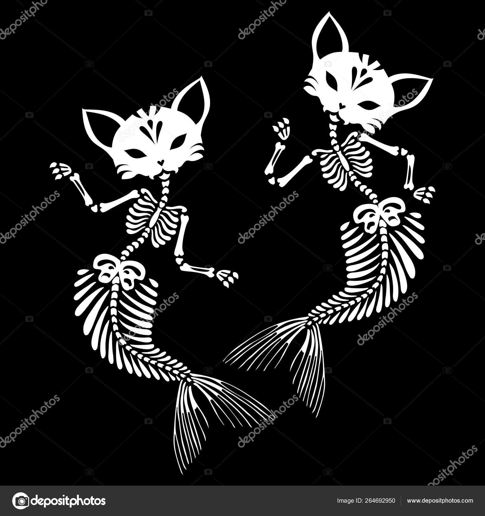 Skeletter Katte Havfruer Danser Anatomi Purrmaid Purrmaid Kat Med Hale  Stockvektor af ©olgasoi007 264692950, image size:1600x1700
