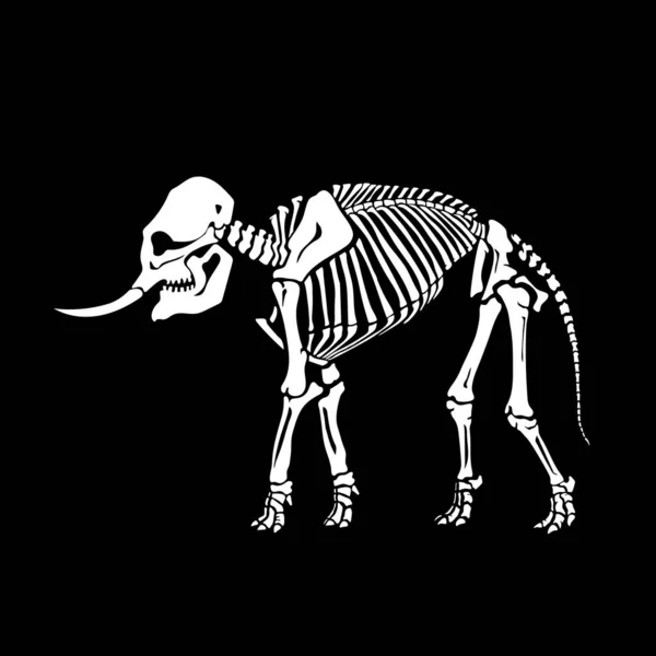 White Skeleton Elephant Isolated Black Background Great Tattoo Printing Shirt — Stock Vector