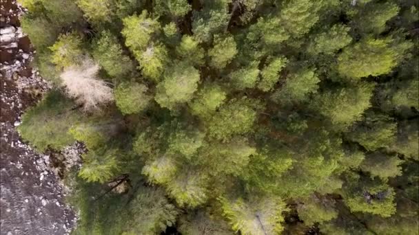 Vista Los Árboles Ascenso Vido Desde Dron Parque Nacional Cairngorms — Vídeo de stock