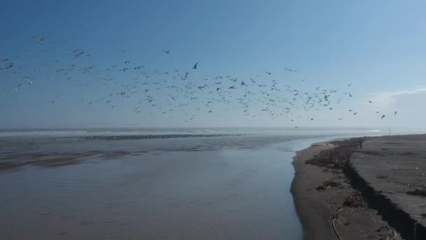 Deniz Plajı Tarafından Kuş Sürüsü — Stok video